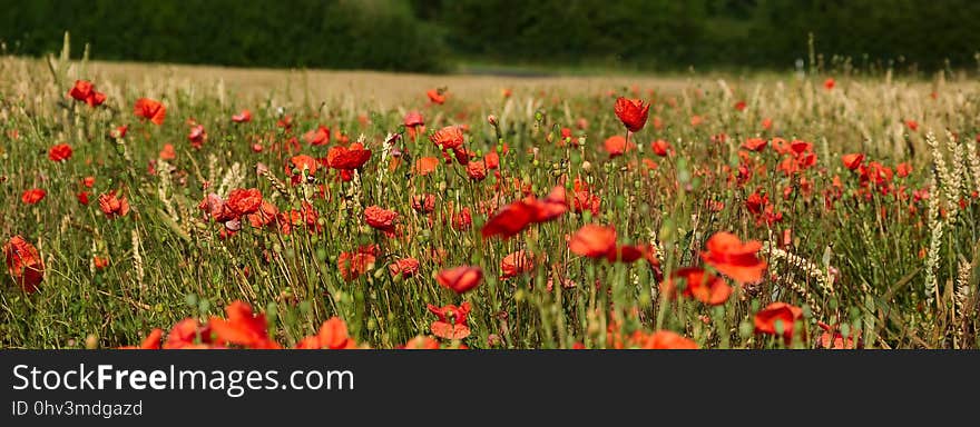 Flower, Ecosystem, Field, Wildflower