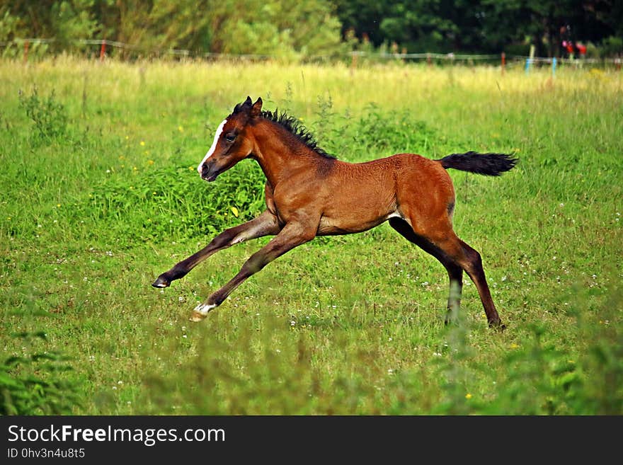 Horse, Pasture, Ecosystem, Grassland