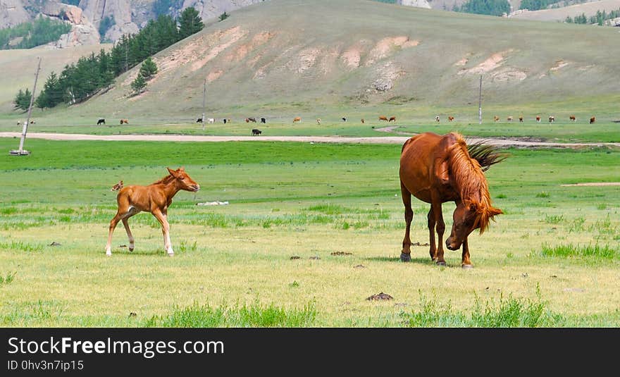 Grassland, Pasture, Ecosystem, Grazing