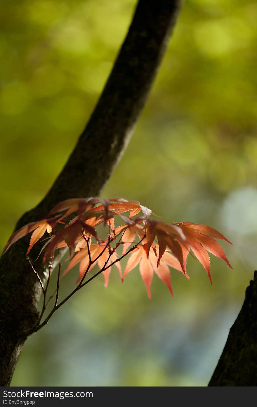 Leaf, Deciduous, Branch, Close Up