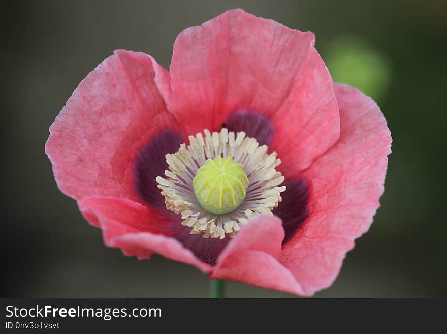 Flower, Pink, Wildflower, Flowering Plant