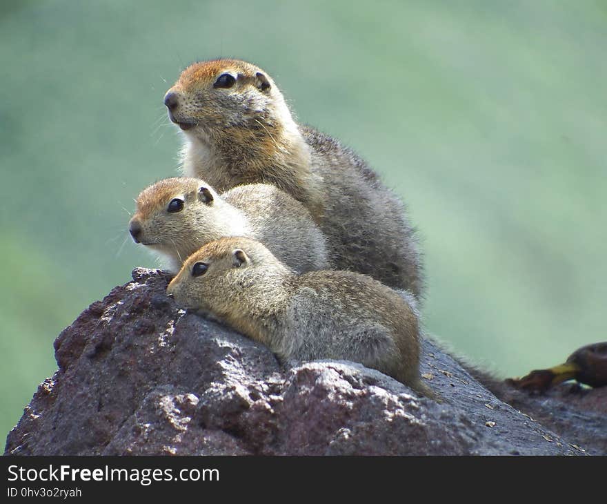 Mammal, Fauna, Prairie Dog, Terrestrial Animal