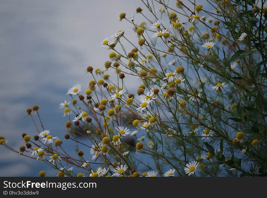 Flora, Sky, Branch, Flower