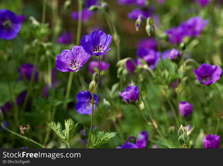 Flower, Plant, Purple, Flowering Plant