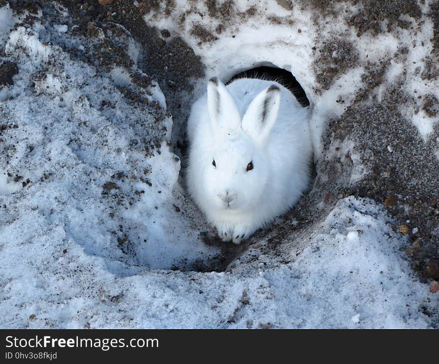 Snow, Fauna, Rabits And Hares, Hare