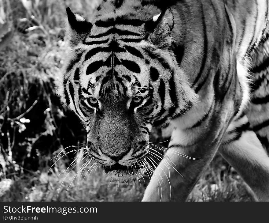 Wildlife, Tiger, Black And White, Mammal