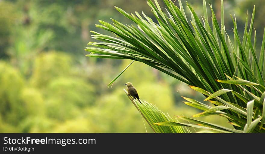 Vegetation, Grass, Grass Family, Plant