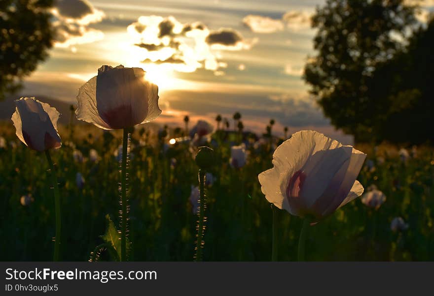 Flower, Nature, Wildflower, Plant