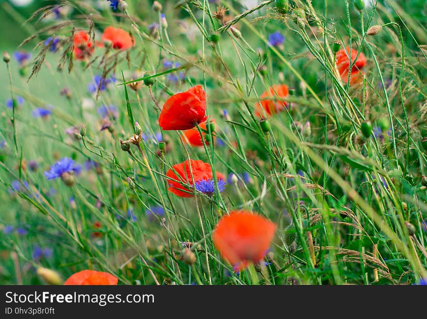 Flower, Wildflower, Vegetation, Meadow