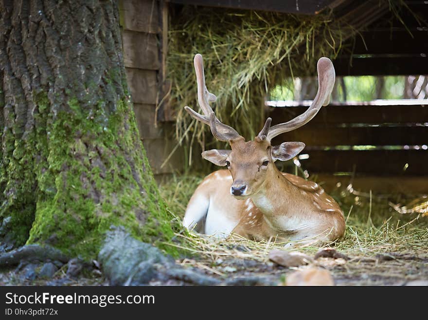 Wildlife, Deer, Fauna, White Tailed Deer