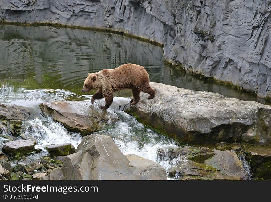 Fauna, National Park, Grizzly Bear, Wildlife