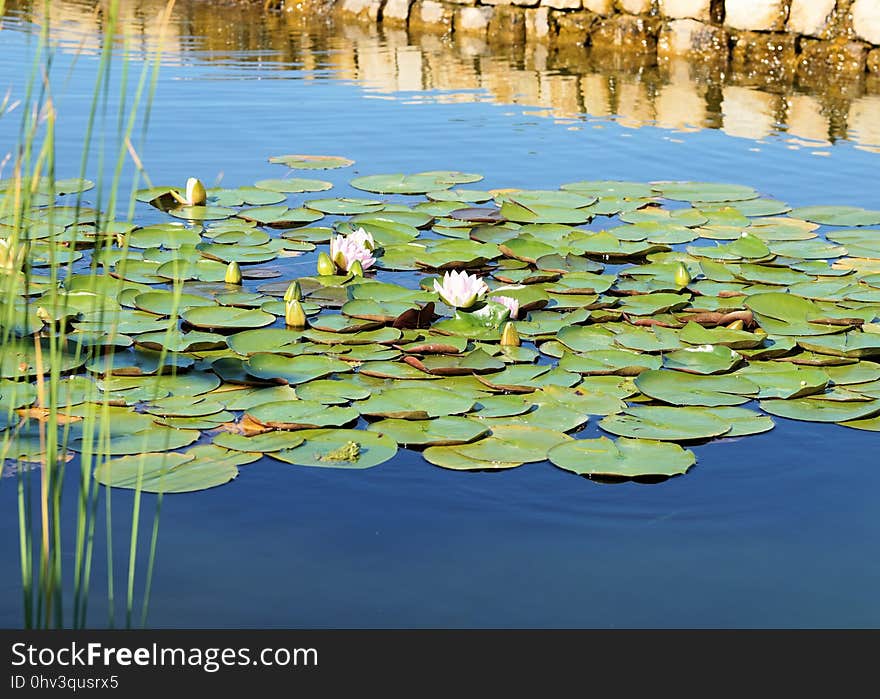 Water, Reflection, Nature, Leaf