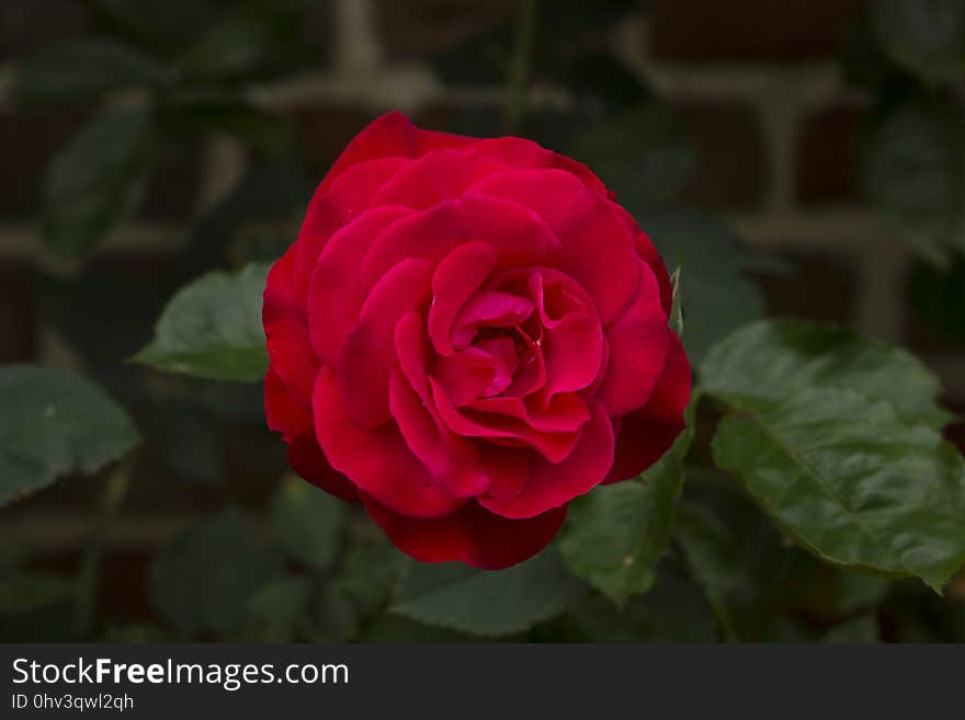 Rose, Flower, Rose Family, Red