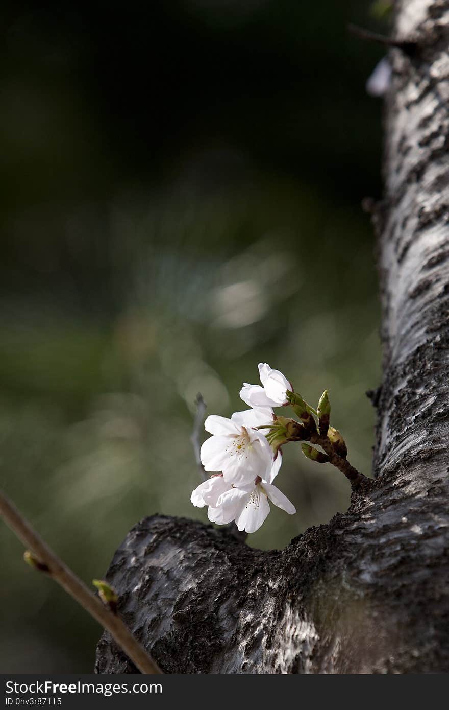 Flower, Flora, Blossom, Branch