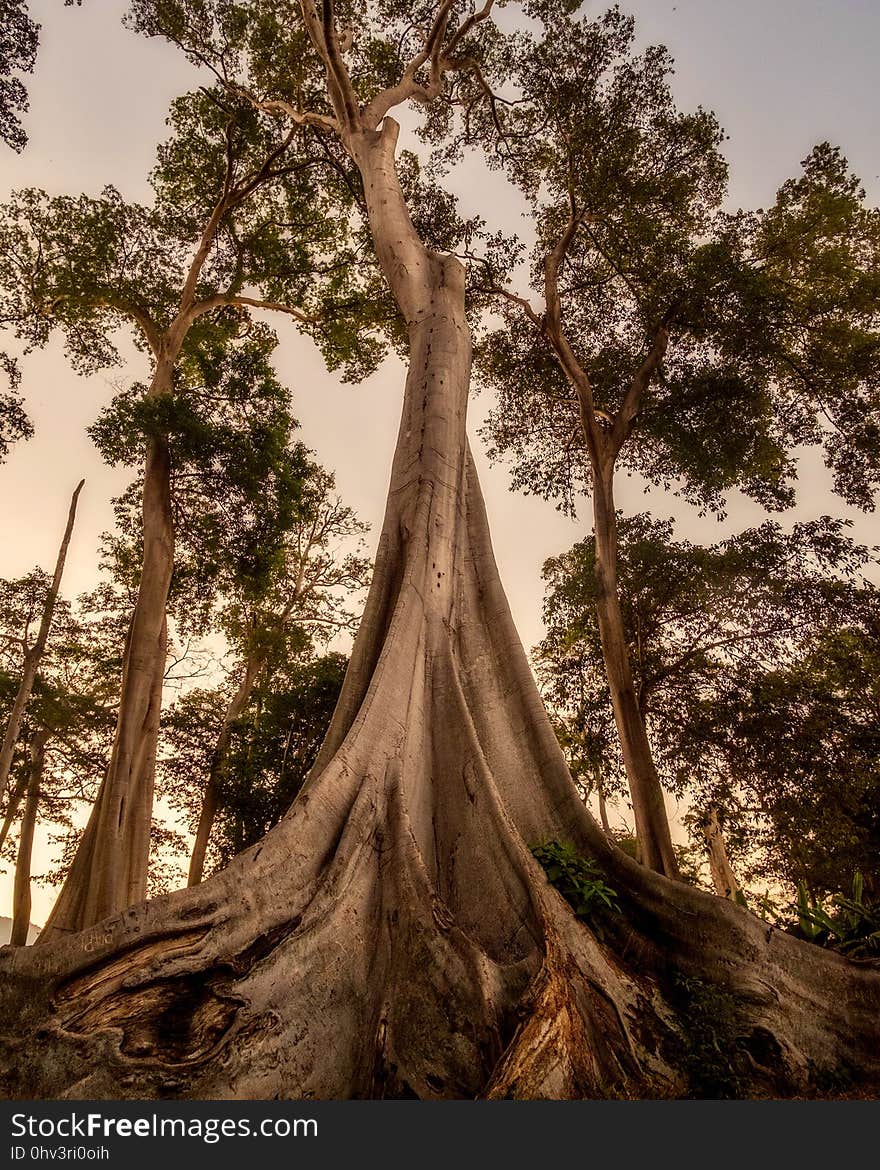 Tree, Woody Plant, Plant, Forest