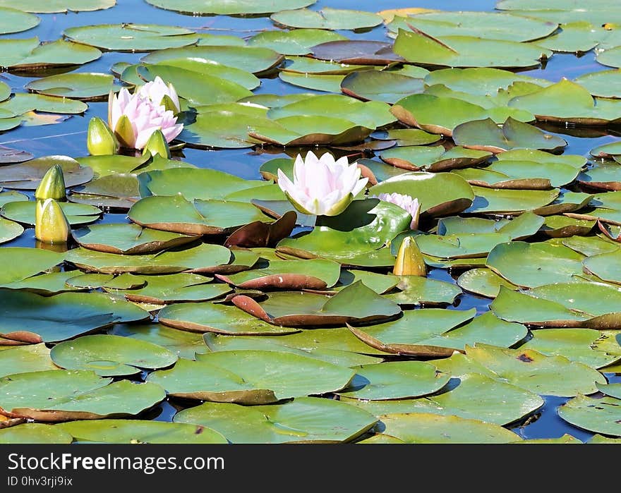 Water, Flower, Plant, Leaf