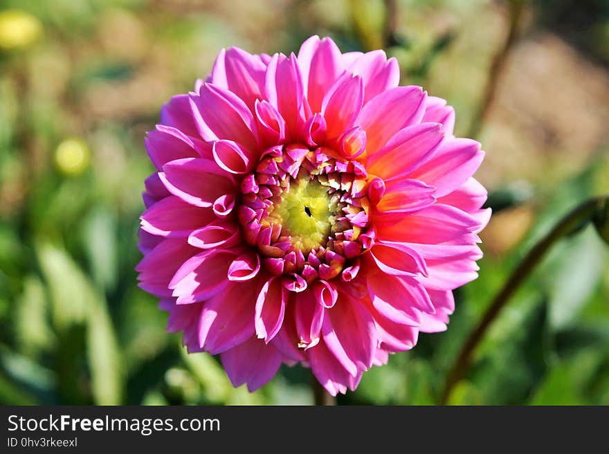 Flower, Pink, Flowering Plant, Plant