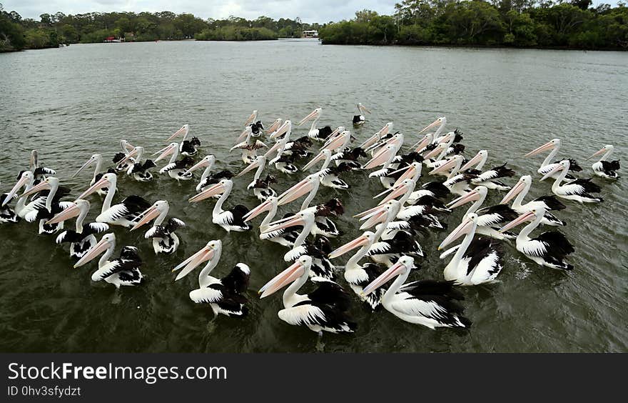 Bird, Pelican, Seabird, Vertebrate