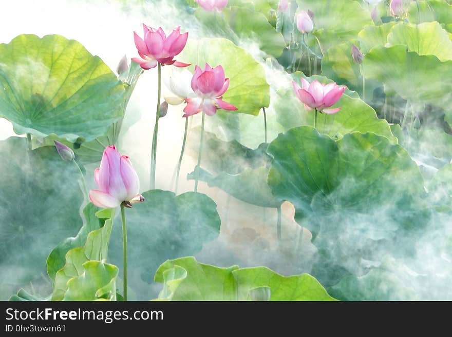 Flower, Lotus, Sacred Lotus, Plant