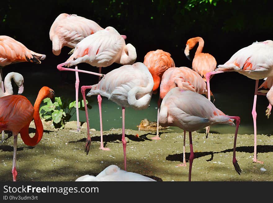 Flamingo, Water Bird, Bird