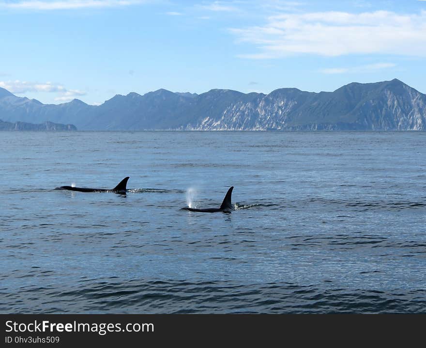 Marine Mammal, Whales Dolphins And Porpoises, Ocean, Water