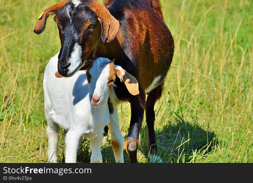 Goats, Goat, Pasture, Grazing