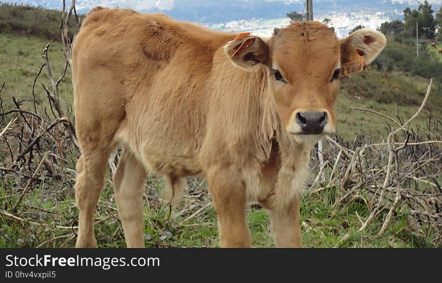 Cattle Like Mammal, Pasture, Calf, Cow Goat Family