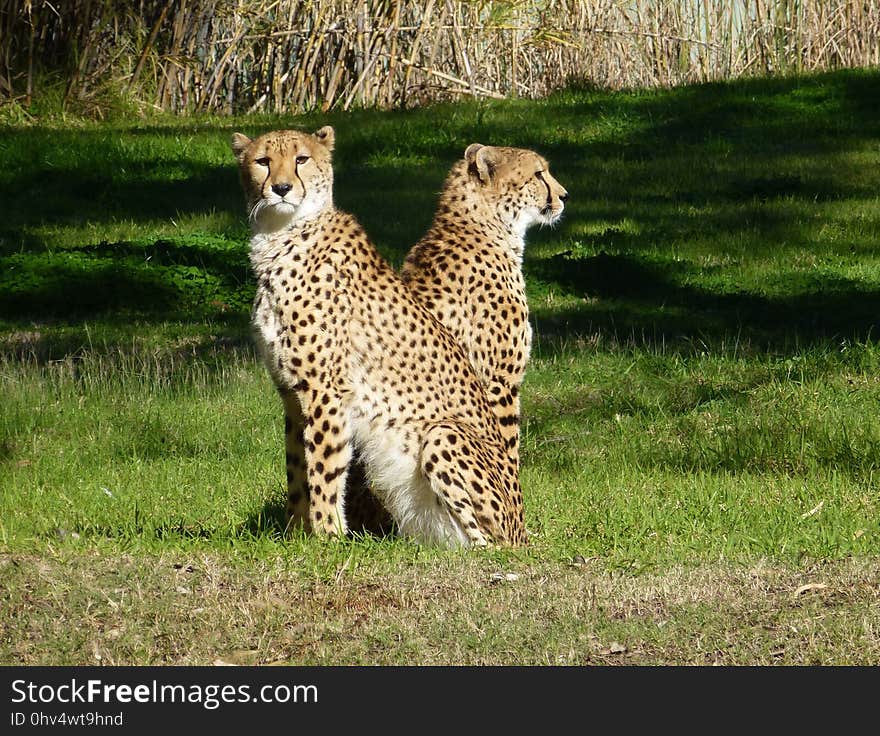 Cheetah, Terrestrial Animal, Wildlife, Mammal