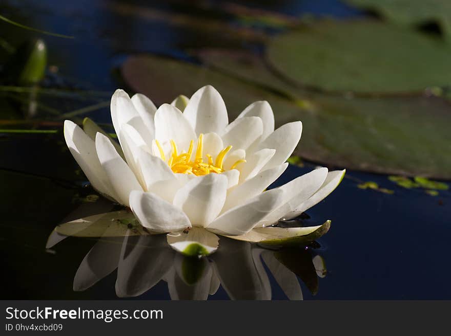 Flower, White, Flora, Yellow