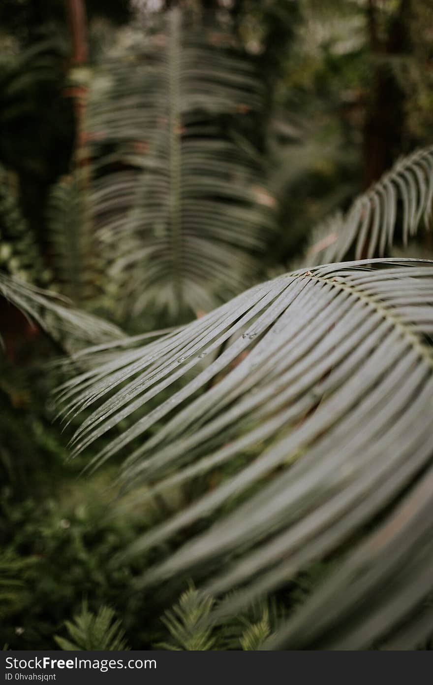 Tropical Leaves