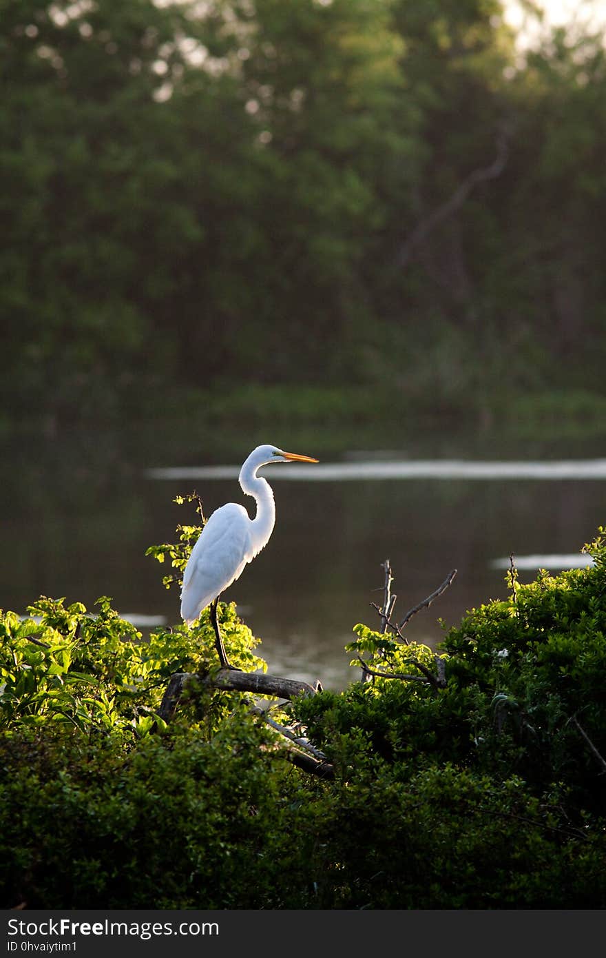 Great Egret