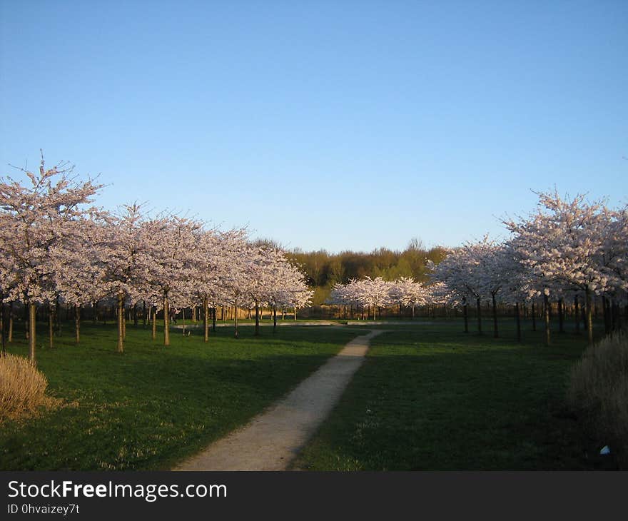 Cherry trees in the Bloesempark &#x28;&#x22;Blossom Park&#x22;&#x29; in the Amsterdamse Bos in Amstelveen, the Netherlands. Photograph taken not long after dawn on April 11 2010. Cherry trees in the Bloesempark &#x28;&#x22;Blossom Park&#x22;&#x29; in the Amsterdamse Bos in Amstelveen, the Netherlands. Photograph taken not long after dawn on April 11 2010.