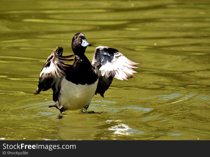 Bird, Duck, Water Bird, Beak