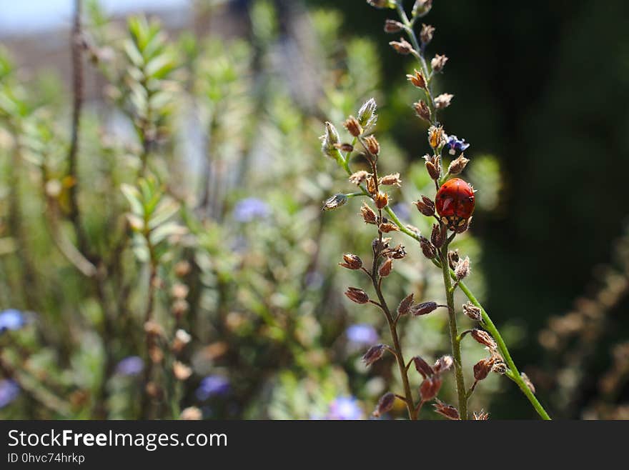 Plant, Flora, Herb, Spring