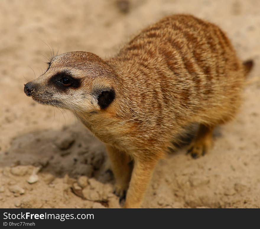 Meerkat, Mammal, Fauna, Terrestrial Animal