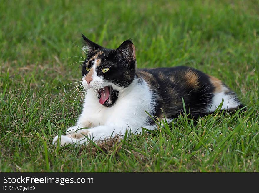 Cat, Fauna, Small To Medium Sized Cats, Whiskers