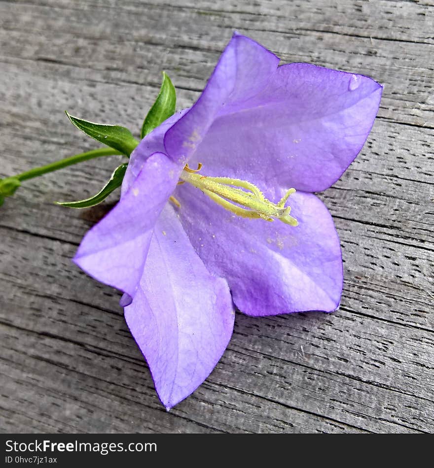 Flower, Violet, Flora, Purple