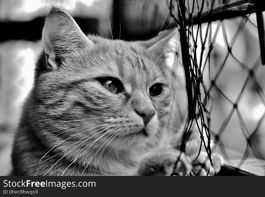 Cat, Whiskers, Black And White, Black