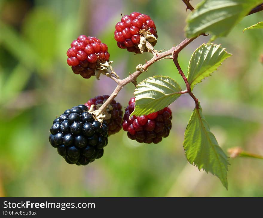 Berry, Blackberry, Raspberries Blackberries And Dewberries, Mulberry