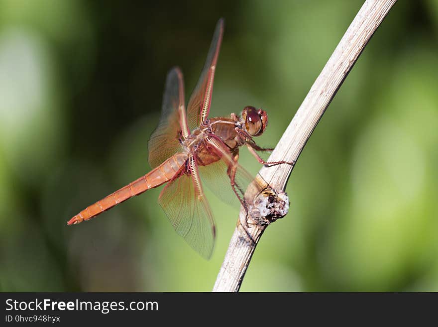 Dragonfly, Insect, Dragonflies And Damseflies, Invertebrate