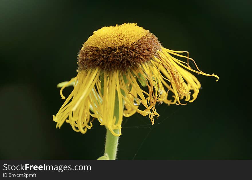 Flower, Yellow, Flora, Macro Photography