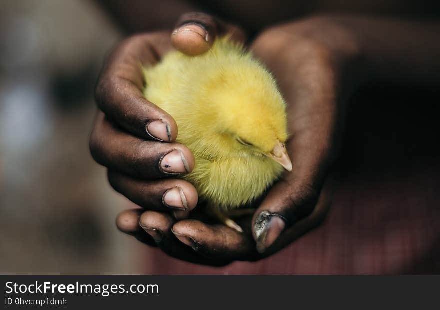 Beak, Fauna, Bird, Hand