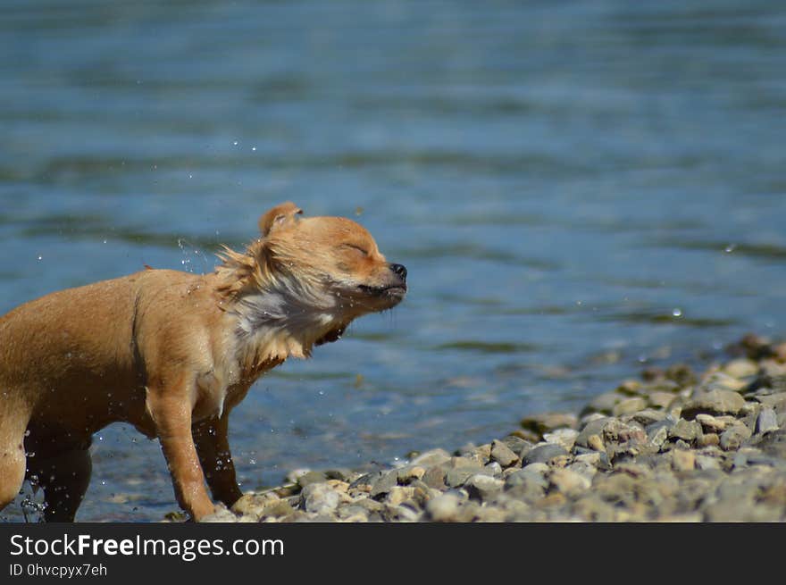 Fauna, Wildlife, Brown Bear, Snout