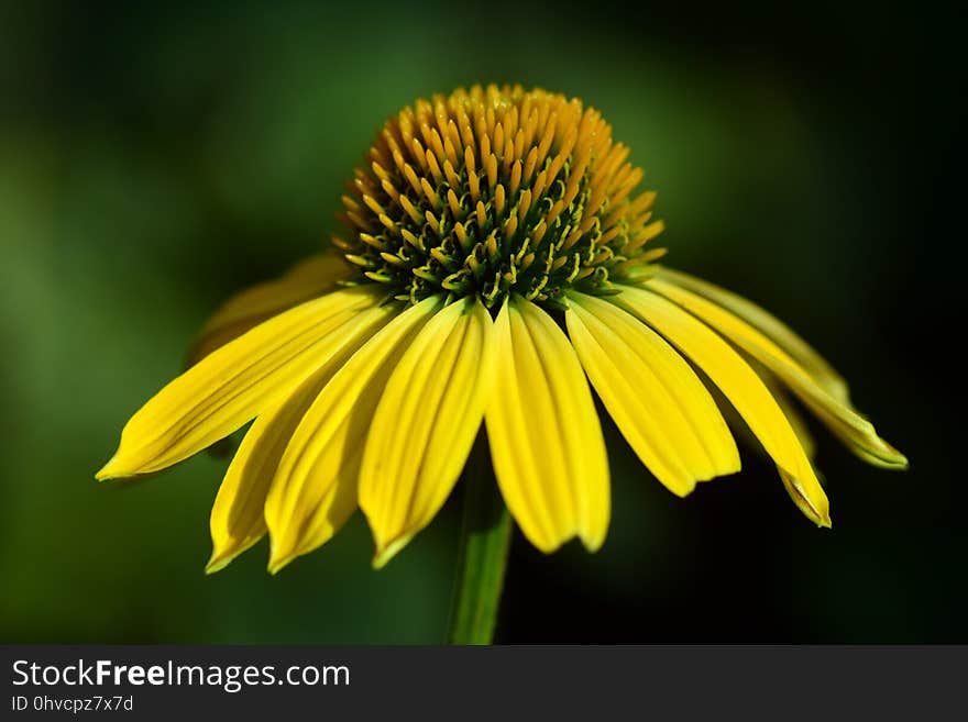 Flower, Yellow, Coneflower, Close Up