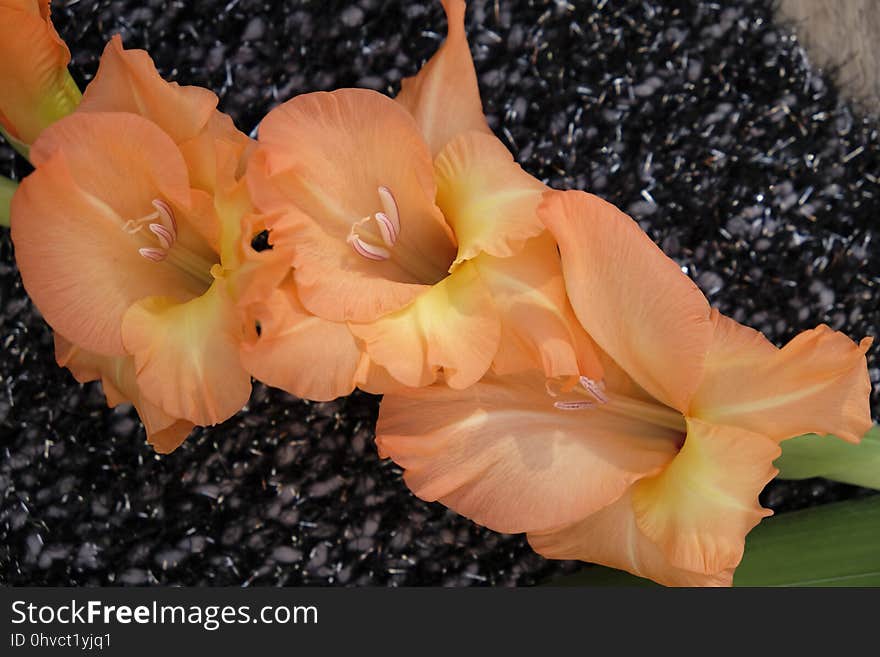 Flower, Plant, Flowering Plant, Gladiolus