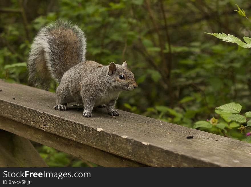 Squirrel, Fauna, Mammal, Rodent