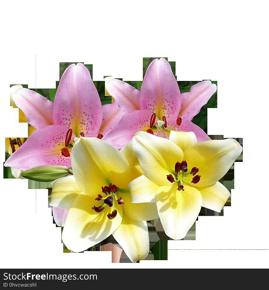 Flower, Flowering Plant, Lily, Plant