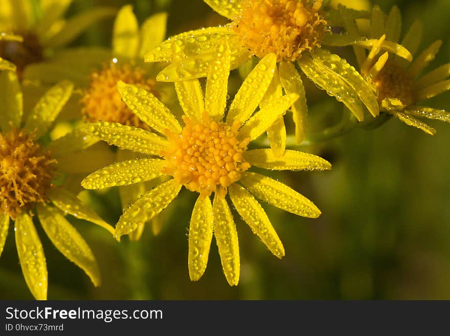 Flower, Yellow, Flora, Golden Samphire