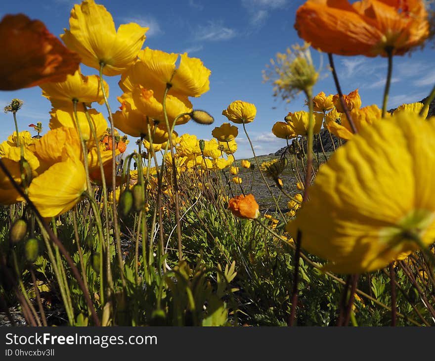 Flower, Yellow, Wildflower, Flora