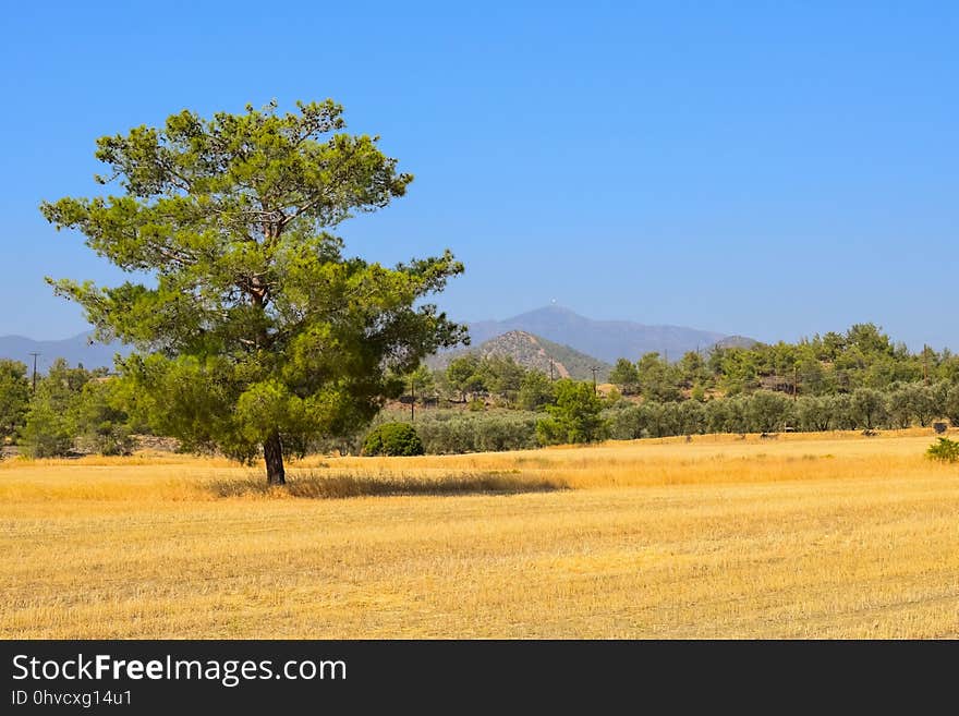 Grassland, Ecosystem, Savanna, Field